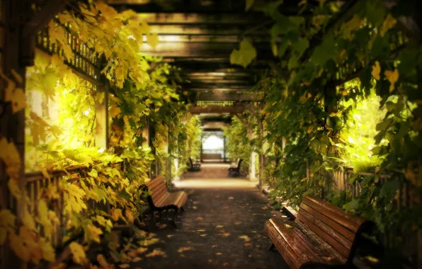 Picture leaves, corridor, grapes, benches