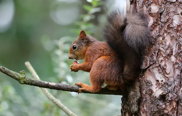Look, nature, pose, green, background, tree, legs, branch