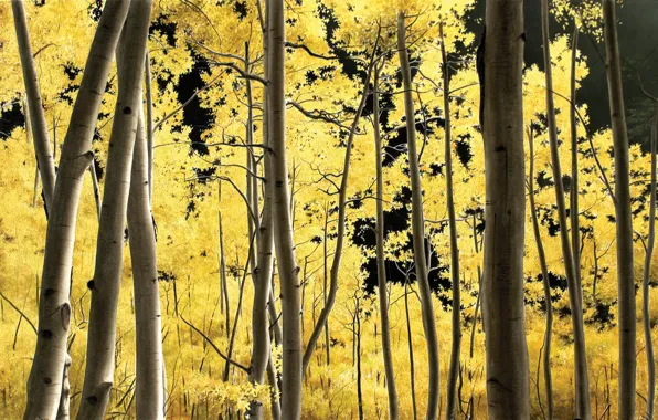 Trees, gold, yellow leaves, Volkov Alexander, Aspens