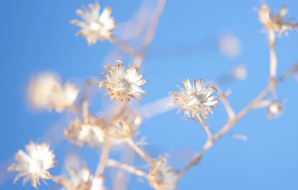 Macro, flowers, nature