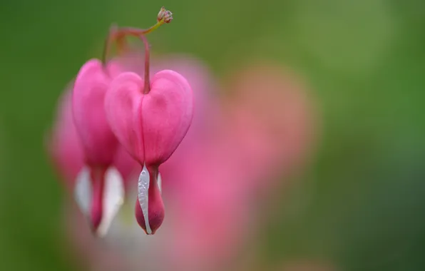 Picture macro, pink, flowers, broken heart, the bleeding heart