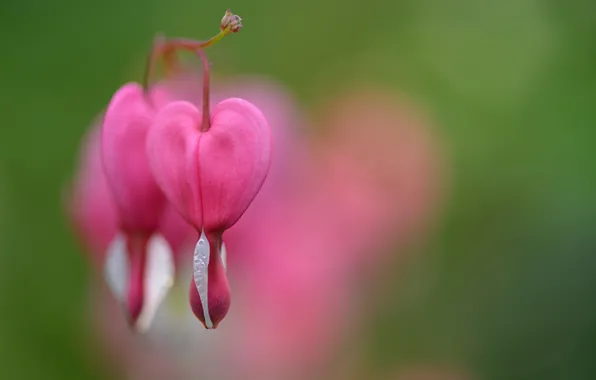 Macro, pink, flowers, broken heart, the bleeding heart