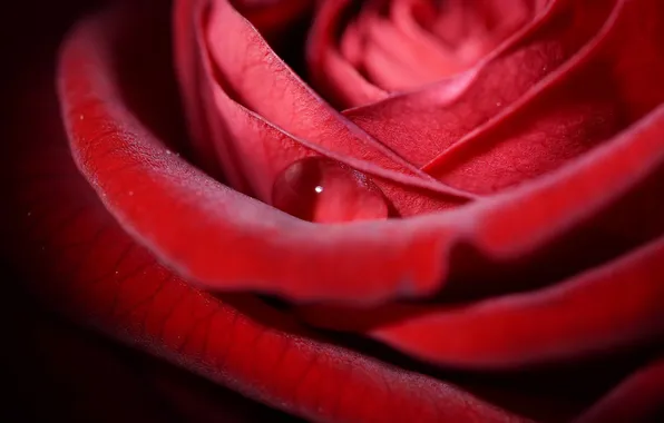 Flower, macro, red, rose, drop, petals, drop