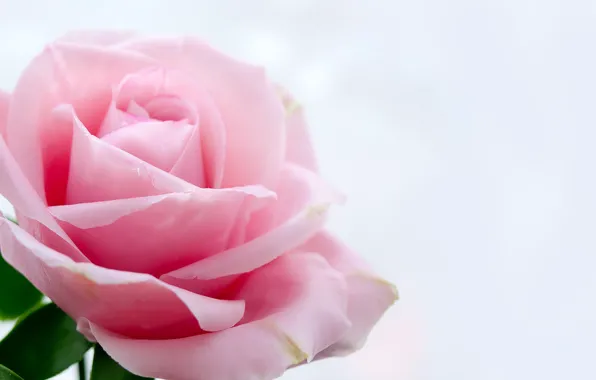 Picture flowers, roses, Pink rose