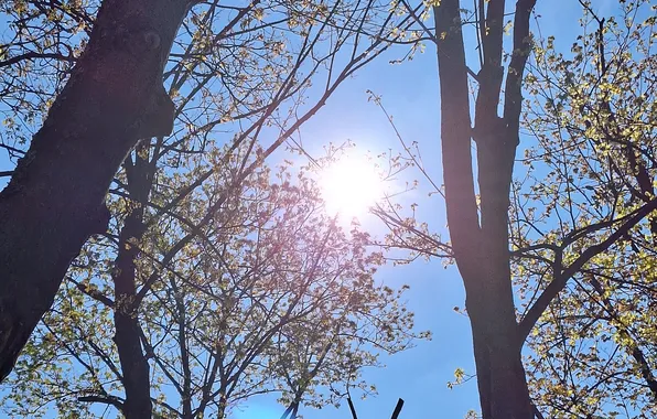 Niebo, trees, the sun, spring