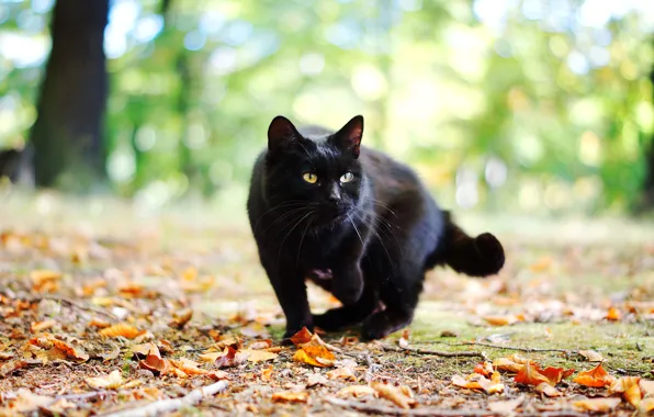 Autumn, cat, cat, leaves, black
