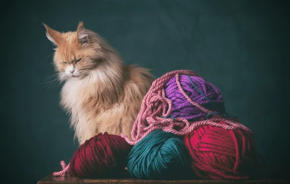 Cat, cat, red, Maine Coon, yarn