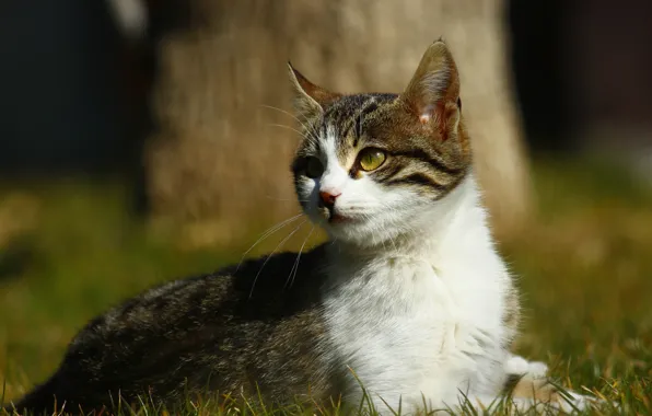 Cat, grass, cat, look, light, nature, kitty, tree