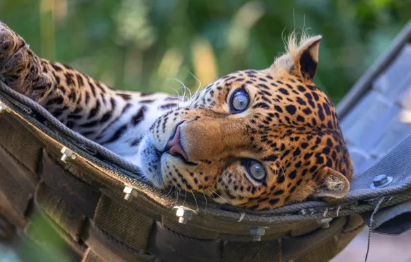 Picture look, face, stay, portrait, leopard, hammock, lies, bokeh
