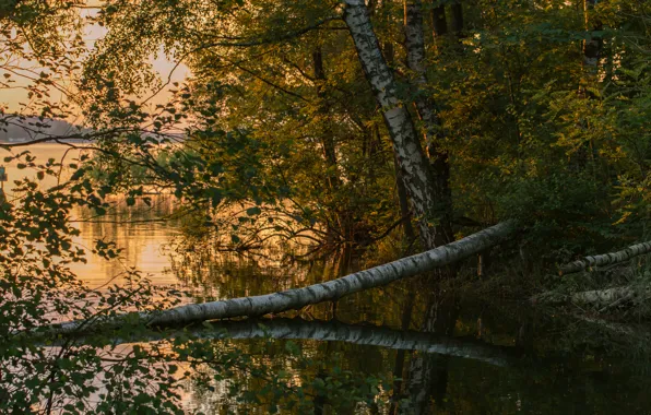Forest, sunset, river