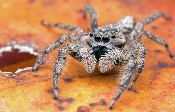 Macro, orange, background, leaf, legs, spider, hole, jumper