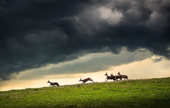 Field, the sky, deer