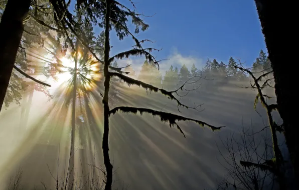 Forest, the sun, trees, nature, moss, the sun's rays