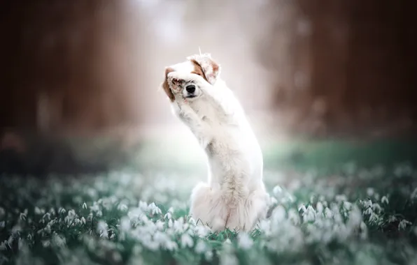 Forest, light, flowers, nature, pose, Park, glade, dog