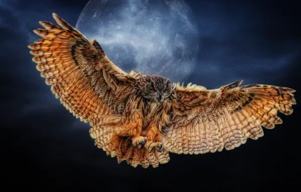 Owl, wings, The moon, Photoshop