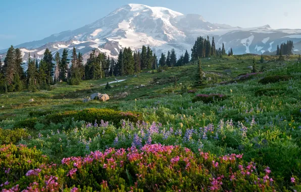Forest, the sky, grass, the sun, trees, flowers, mountains, stones