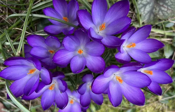 Macro, flowers, spring, purple, crocuses, primroses, the view from the top, lilac