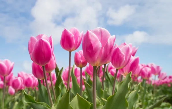 The sky, leaves, clouds, flowers, spring, tulips, pink, plantation