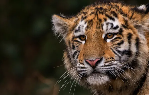 Picture cat, animals, look, face, close-up, nature, tiger, the dark background