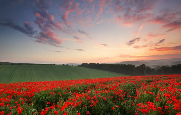 Summer, flowers, field, England, Maki, the evening, June, the County of Sussex