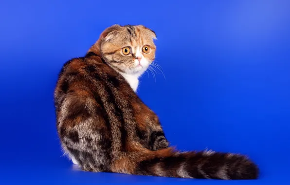 Cat, look, background