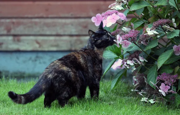 Picture cat, flowers, Koshak, Tomcat