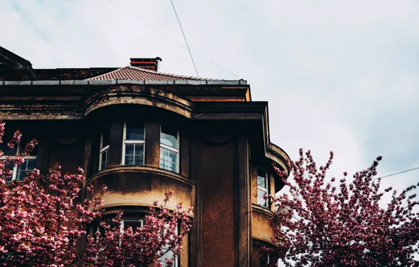 Picture the sky, trees, home, window, Cornelia Pavlyshyn