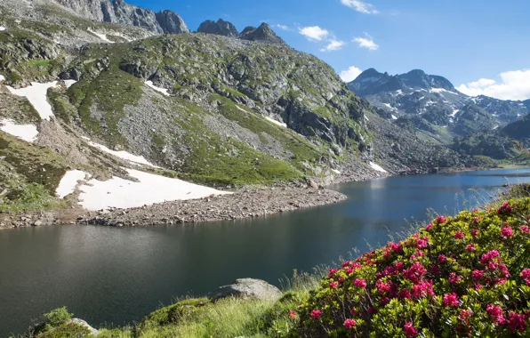 Flowers, mountains, river, stones, France, Sunny, Midi-Pyrenees, rhododendrons