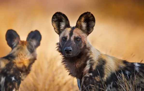 Picture South Africa, the African wild dog, The Kruger national Park, hyenas dog