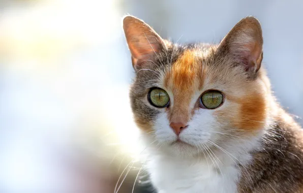 Picture cat, eyes, look, background