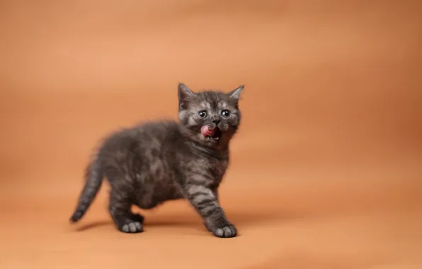 Language, cat, kitty, orange background, licked, British