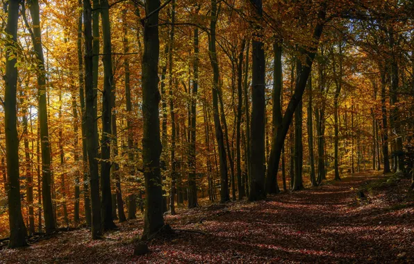 Autumn, forest, light, trees, branches, nature, Park, trunks