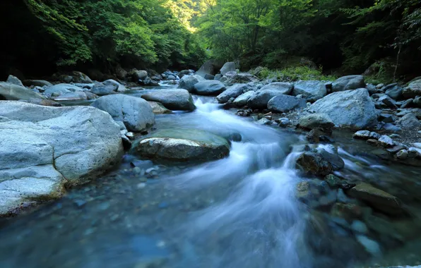 Picture summer, trees, nature, morning, summer, trees, nature, mountain river