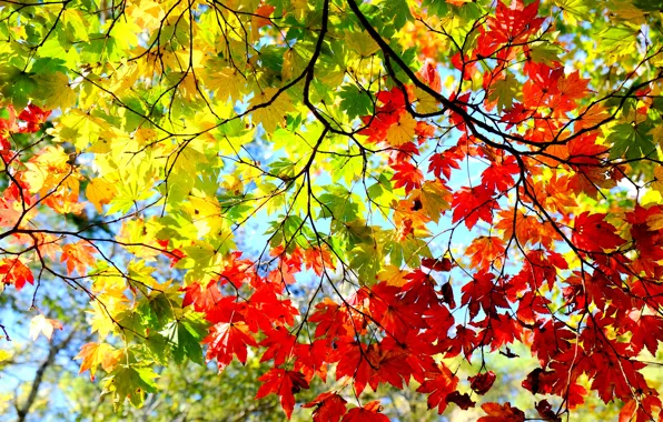 Autumn, the sky, leaves, trees, branches, the crimson