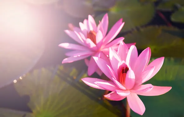 Leaves, light, flowers, pond, two, petals, pink, a couple