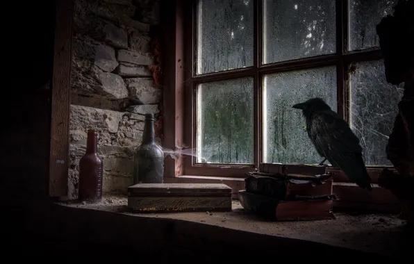 Picture bird, books, bottle, window