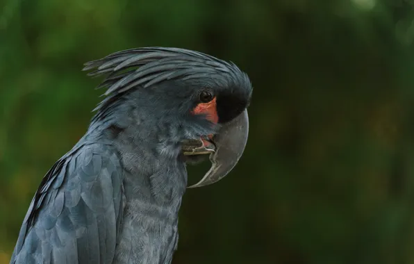Picture bird, parrot, animal, wildlife