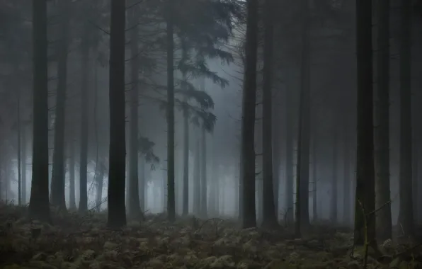 Picture forest, trees, nature, fog