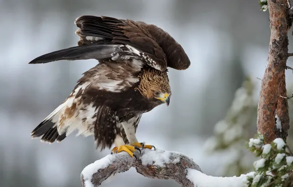 Picture winter, snow, eagle, tree, wings, spruce, feathers, Bird