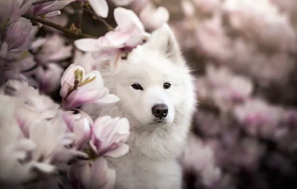 Look, flowers, branches, nature, pose, portrait, dog, spring