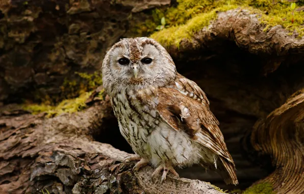 Look, nature, background, tree, owl, bird, owl, the hollow
