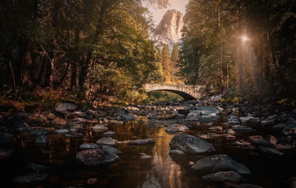Forest, the sun, trees, mountains, bridge, stream, stones, rocks