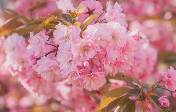 Leaves, flowers, branches, spring, Sakura, pink, pink background, flowering
