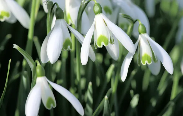 Greens, leaves, macro, light, flowers, spring, petals, snowdrops