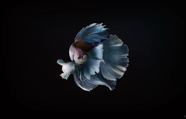 Picture fish, background, minimalism, fish, art, goldfish, Valuehost