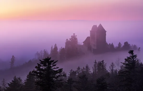 Forest, trees, fog, castle, dawn, morning, hill, haze