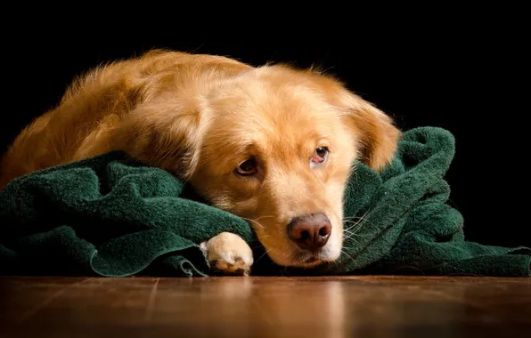 Face, red, lies, black background, plaid, Golden, on the floor, Retriever