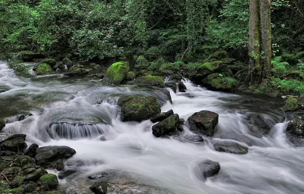 Forest, nature, river
