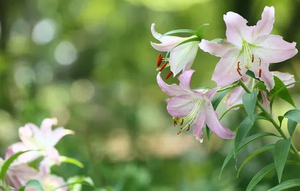 Lily, pink, buds