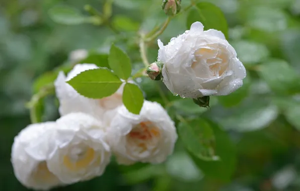 Drops, macro, roses, buds